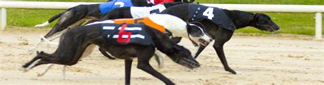 www igb ie|igb greyhound knowledge.